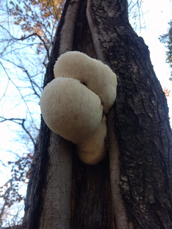 To show Lions Mane mushroom in nature.